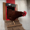 Automatische Hühnerstalltür
